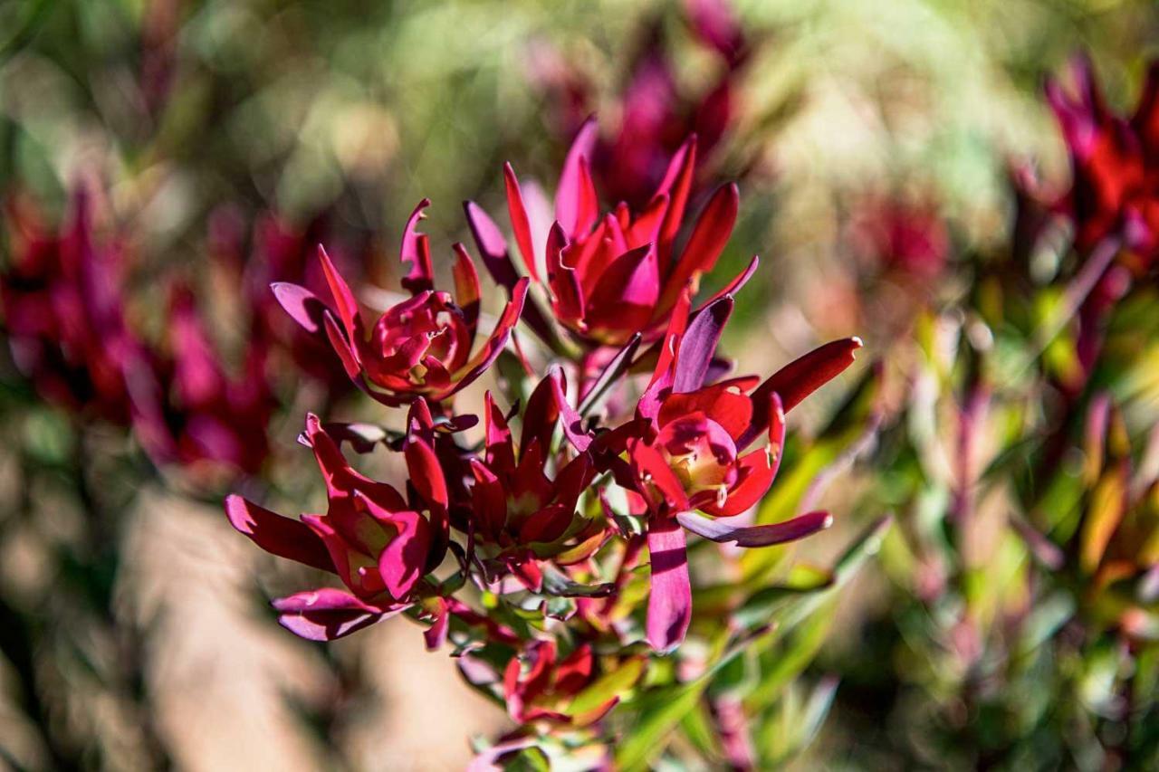 Вилла Oudewerfskloof Olive Farm Стилбай Экстерьер фото
